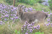 Neela Kurinji Flowers & Nilgiri Tahr in Munnar