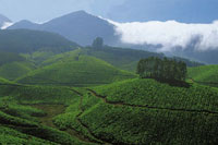Munnar Tea Gardens