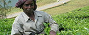 Tea plucker - Munnar Tea Gardens